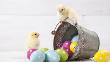 Diversification – why you should not put all your eggs into one basket for Easter!