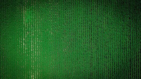 Green or Greenwashing?