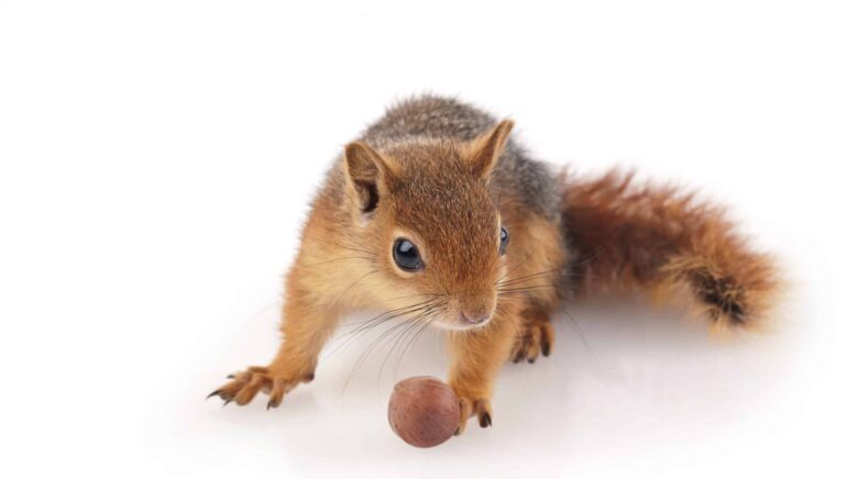 The “Squirrel Principle” – get through winter on dividends