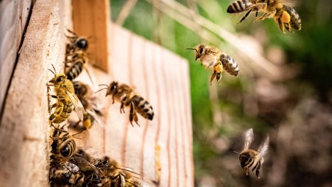 Biodiversität