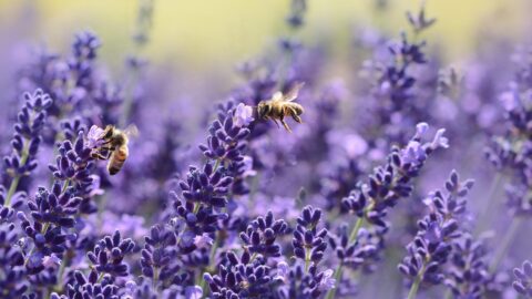 Biodiversity, climate change, and planetary boundaries