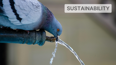 World Water Day: the (scarce) blue gold