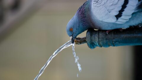 World Water Day: the (scarce) blue gold