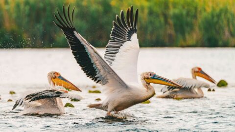 Favorable indicators: Soft landing on approach?