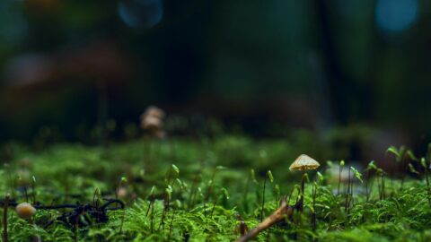 The miracle forest and why we need to protect it