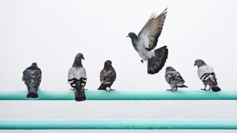 Economic outlook: soft landing with risks attached