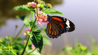 Why Biodiversity matters for sustainable investing: Insights from the PRI Nature Forum