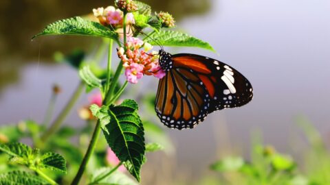 Why Biodiversity matters for sustainable investing: Insights from the PRI Nature Forum Why Biodiversity matters for sustainable investing: Insights from the PRI Nature Forum