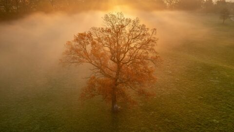 Weekly Winzer: Autumn fog Weekly Winzer: Autumn fog