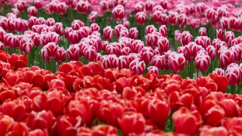 The Tulip Mania